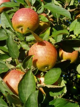 Les Vergers de Notre Dame : Braeburn