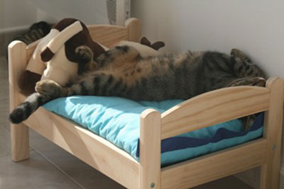 Le Jardin des Chats