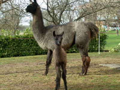 Ferme du Lama Gourmand