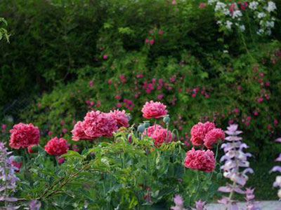 C�t� Jardin