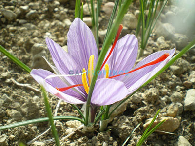 Safran du Soleil