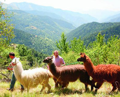 Les Lamas du Miradou