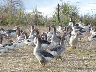 Producteur de Foie gras