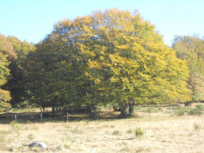 Sur les Chemins de Saint Jacques de Compostelle