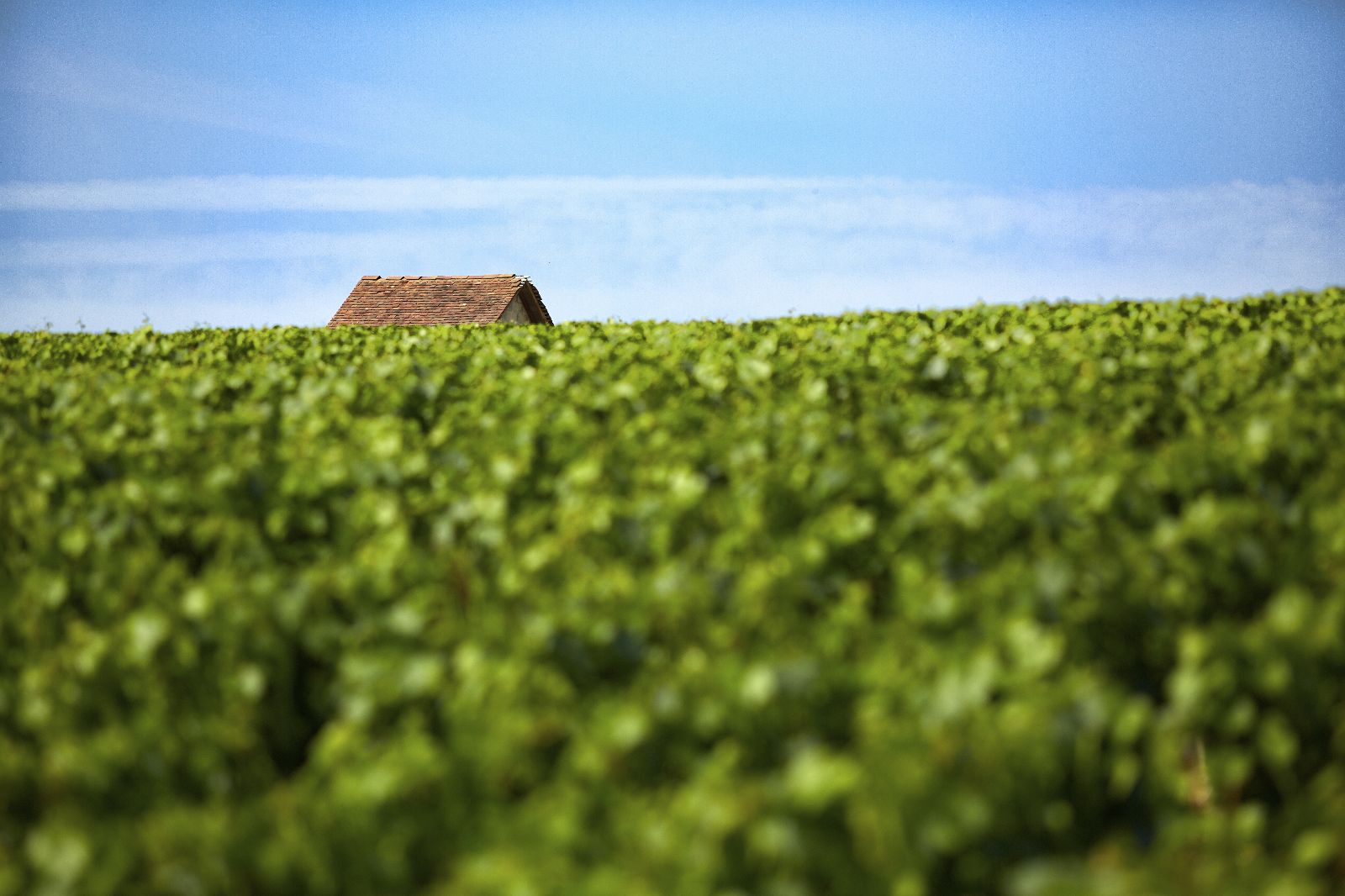 Famille Savary - wine tasting in the Chablis wineyards Famille Savary - wine tasting in the Chablis wineyards