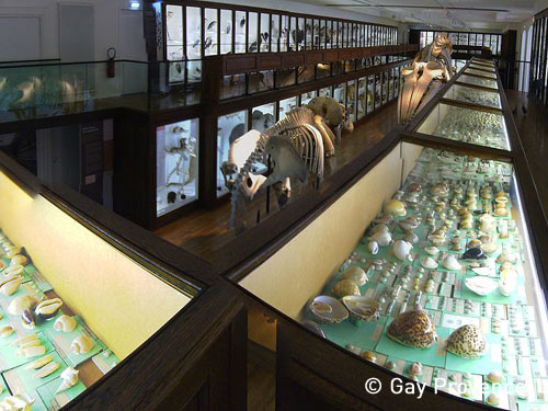The Natural History Museum of Nantes
