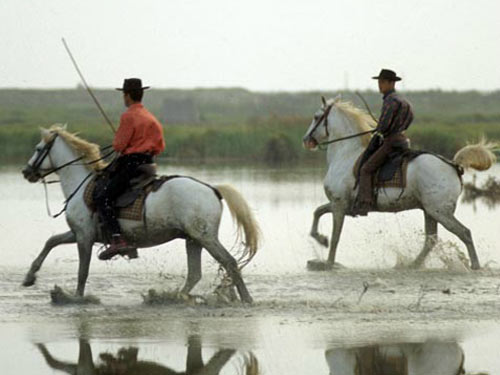 Promenade à cheval et en calèche en Camargue Promenade à cheval et en calèche en Camargue