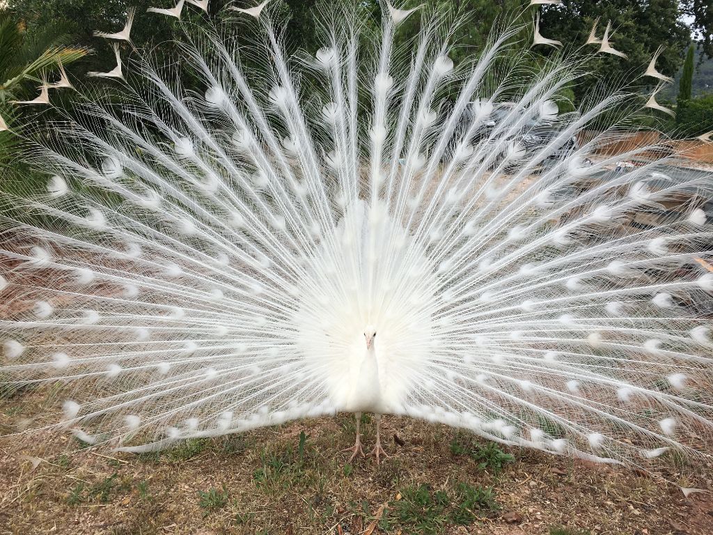 Casper notre paon blanc Casper notre paon blanc
