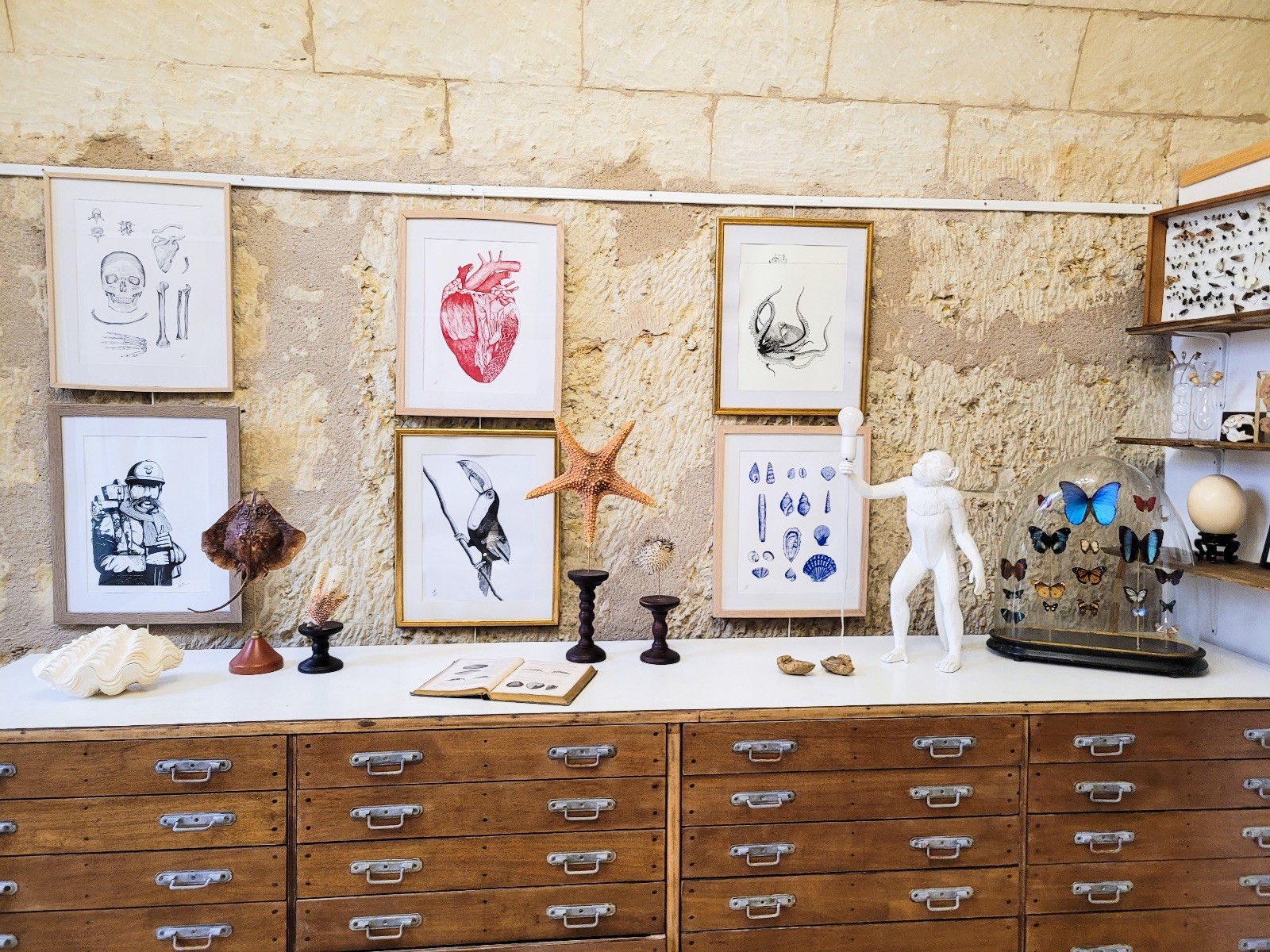 Atelier dillustration scientifique 