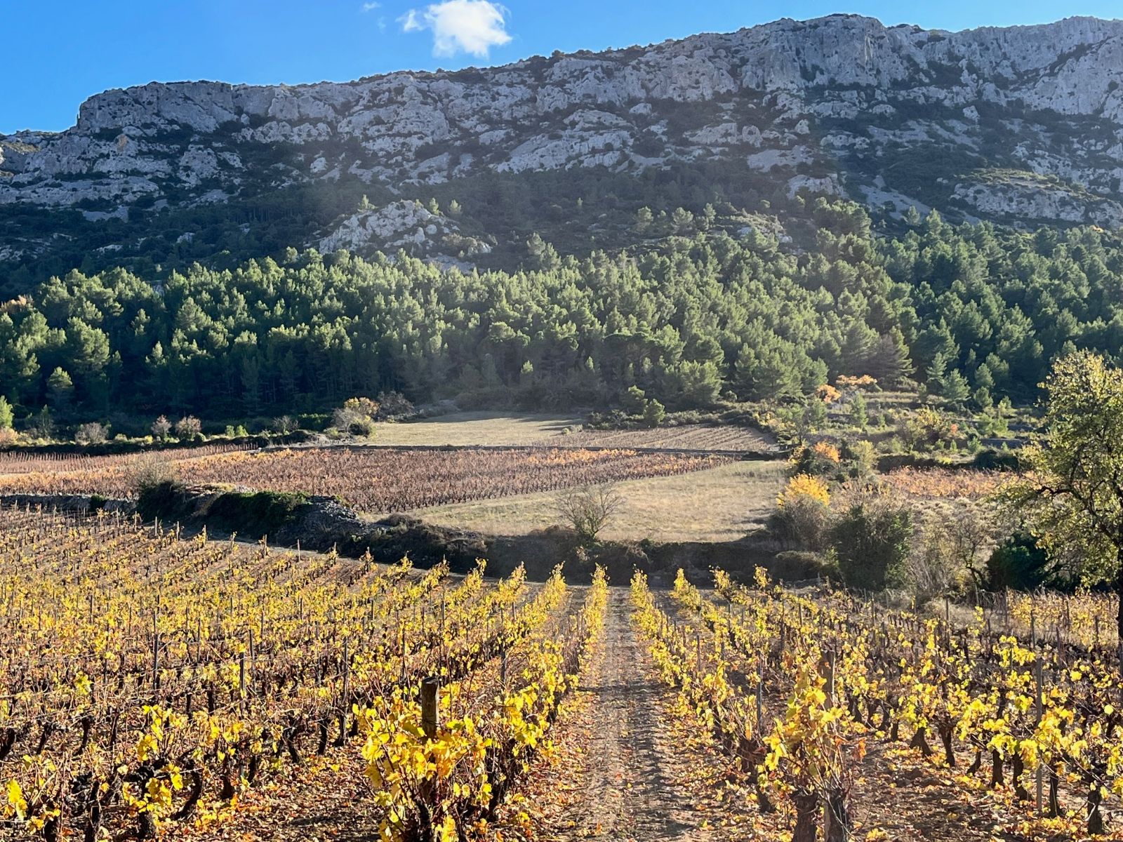 La route des vins 