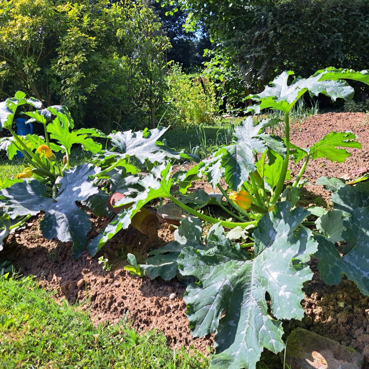 Le potager Le potager