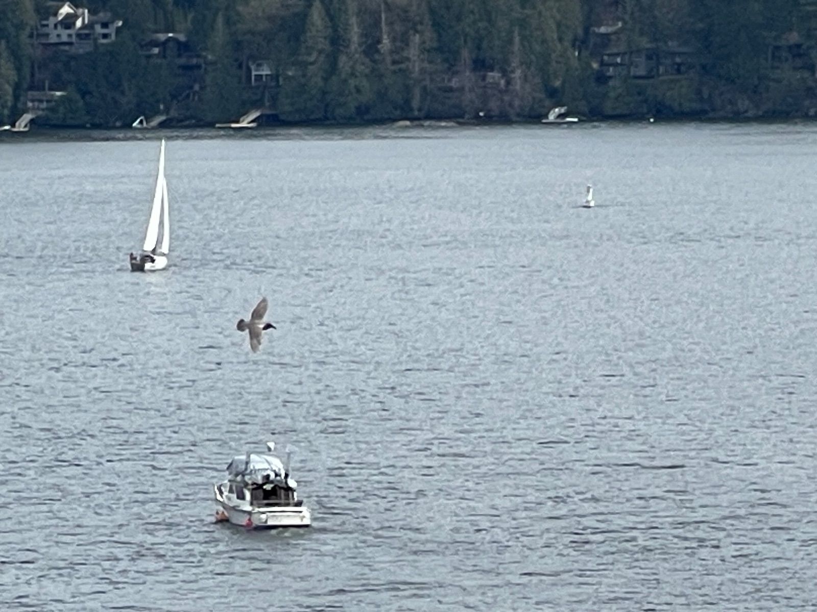 Boating tour around Indian Arm Boating tour around Indian Arm