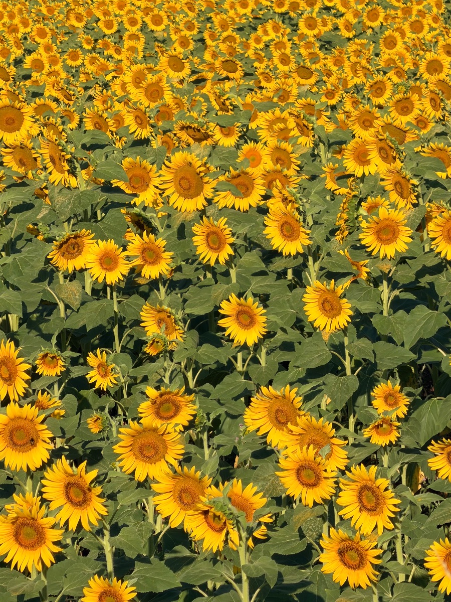 La nature autour La nature autour
