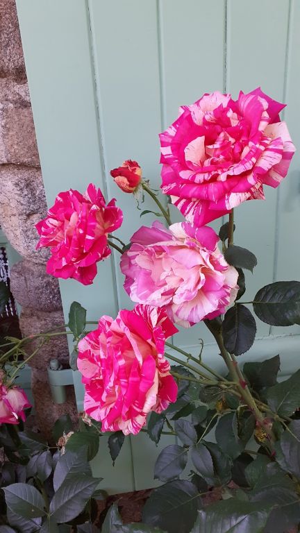 roses du jardin
