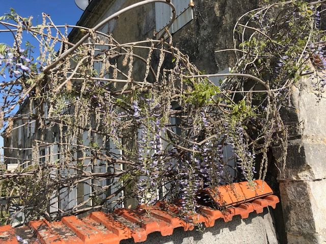 Wysteria Just coming into full bloom