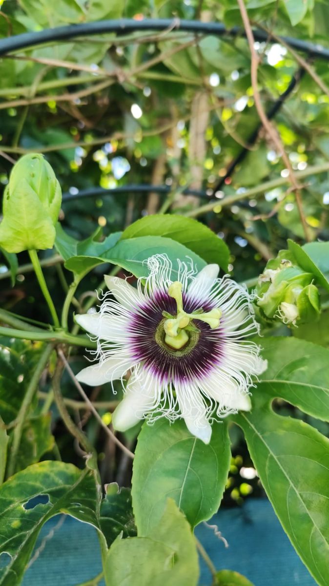 Quelques fleurs du jardin