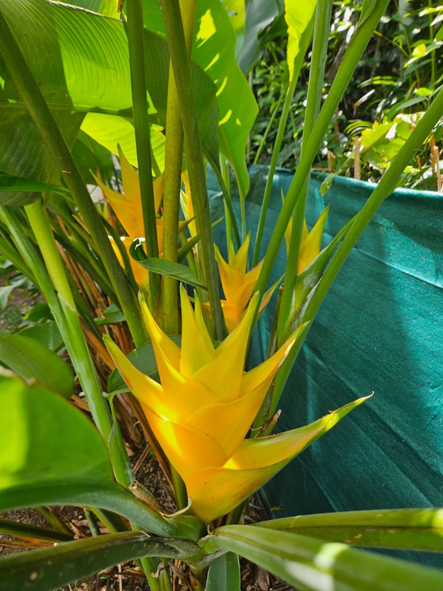 Quelques fleurs du jardin