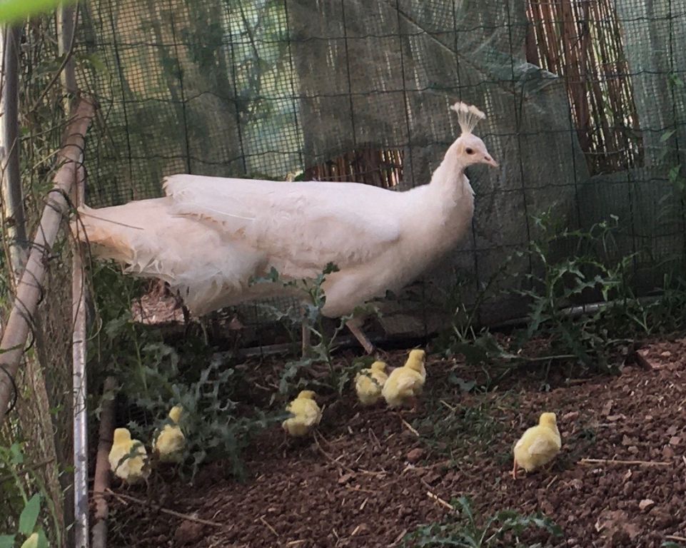 6 paonneaux cette année, nés le 20 Juin 2021 6 paonneaux cette année, nés le 20 Juin 2021