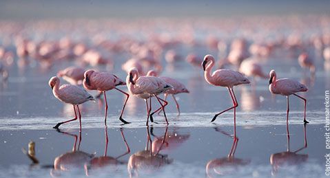 Marseillan Étang de Thau Flamingos.