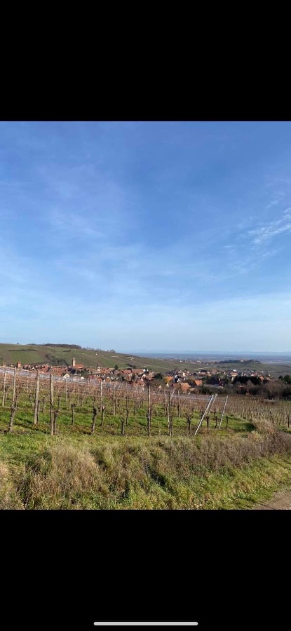 Vignoble d'Alsace aux alentours