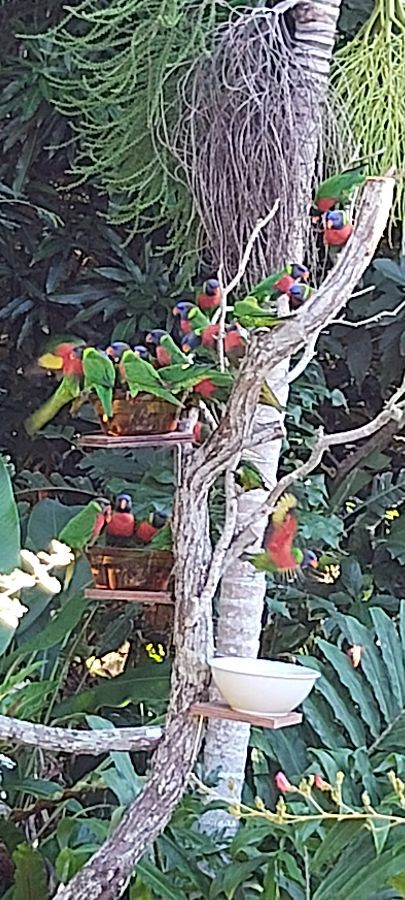 Loriquets sauvages que nous nourrissons Loriquets sauvages que nous nourrissons