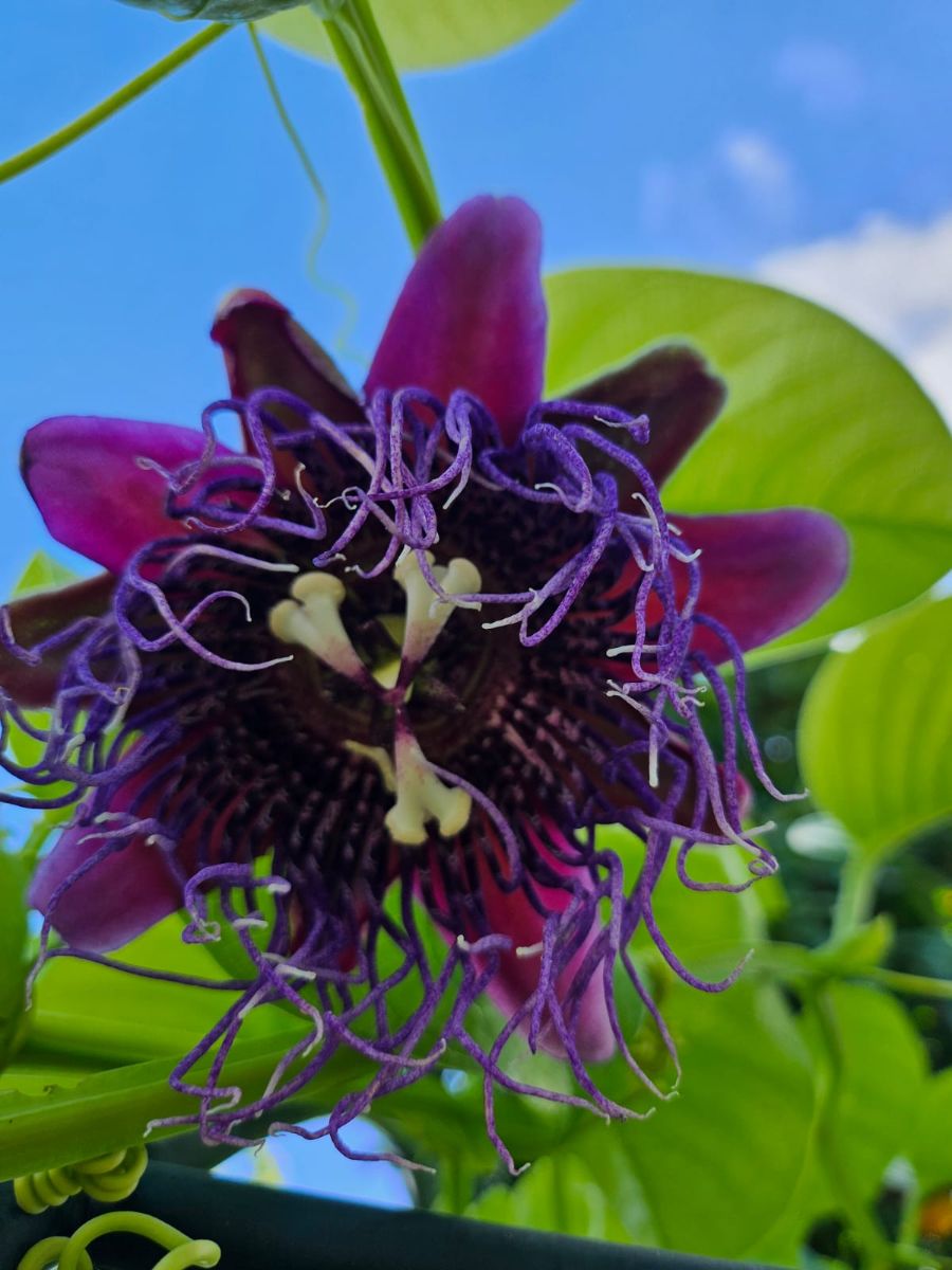 Quelques fleurs du jardin