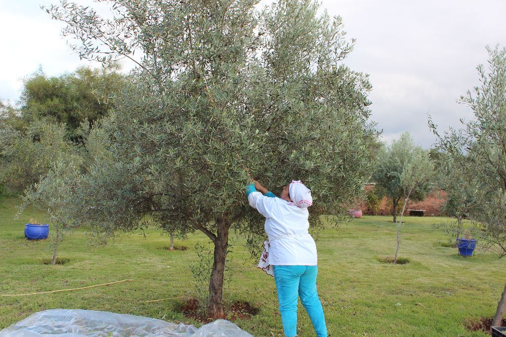 Ceuillette des olives
