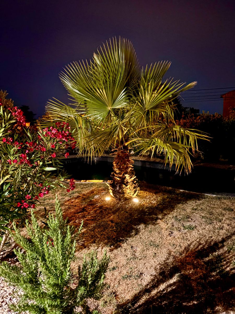 Palmier - Villa de l'Etang