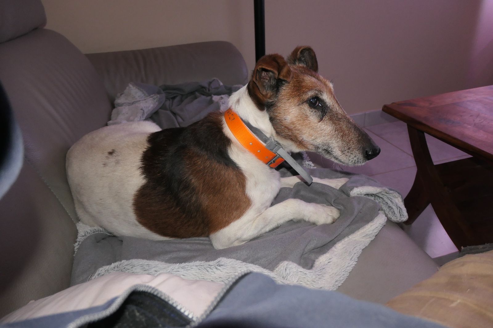 Jack notre fox terrier Jack notre fox terrier