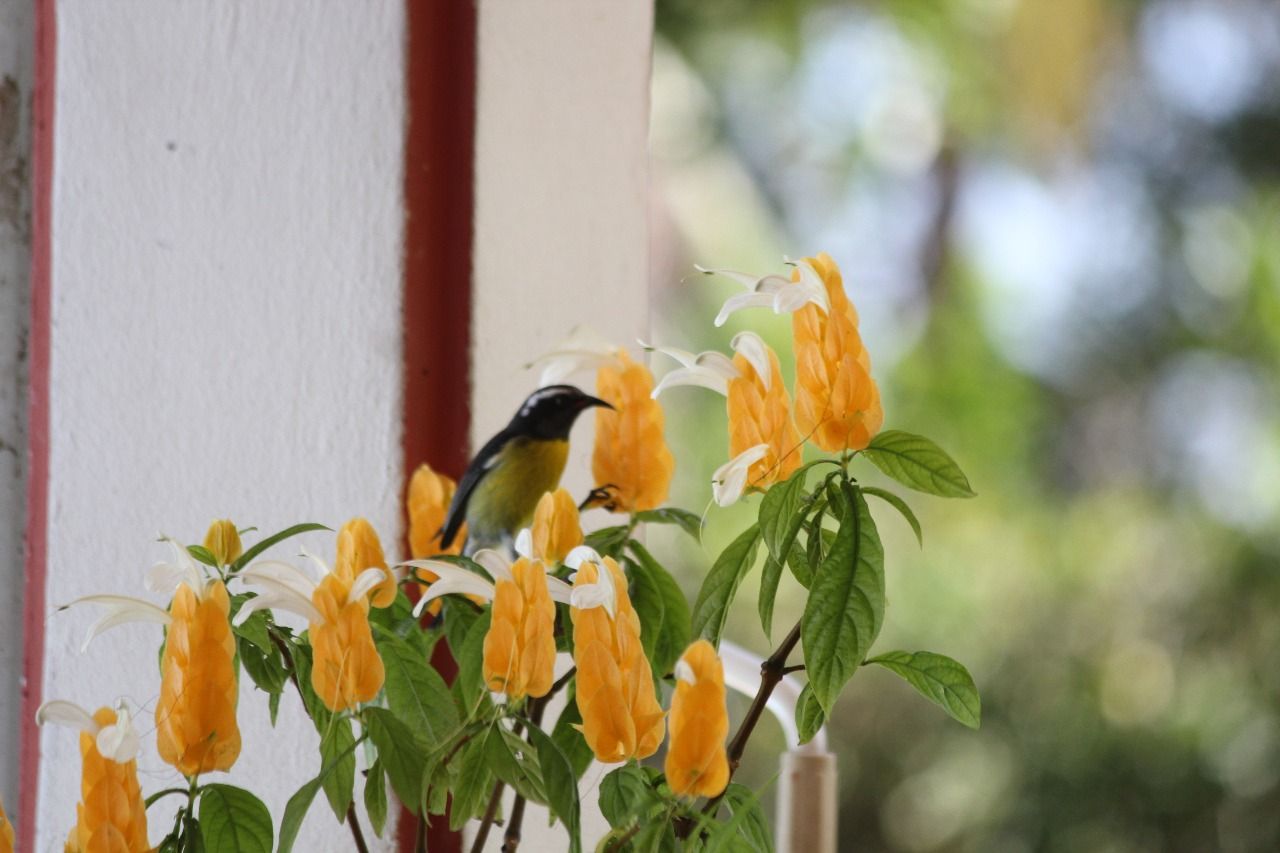 Quelques fleurs du jardin