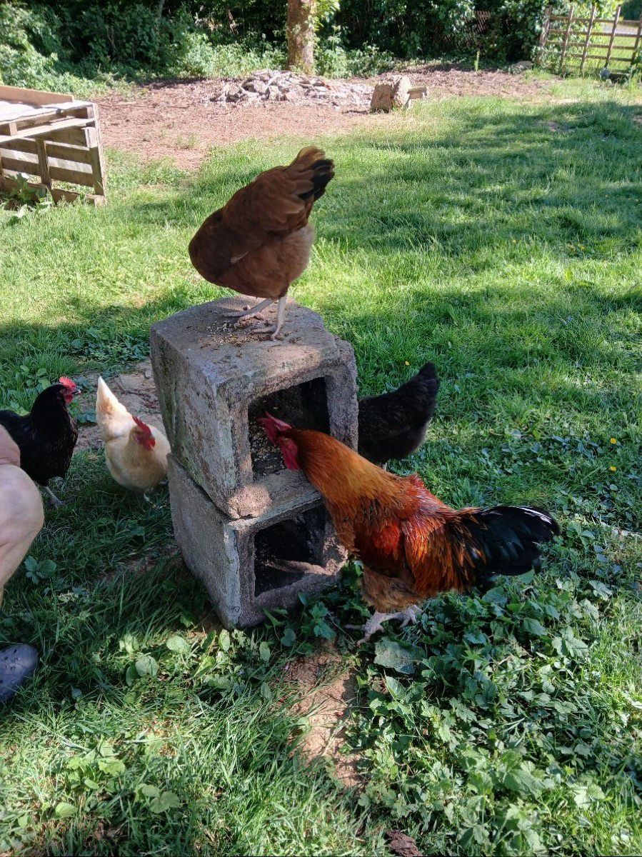 notre coq et ses poulets notre coq et ses poulets