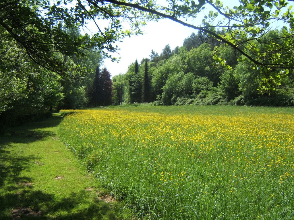 buttercups in the field