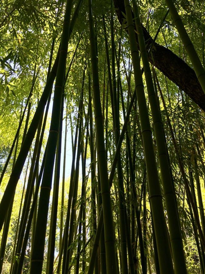 Des bambous s'panouissent le long de la rivire 