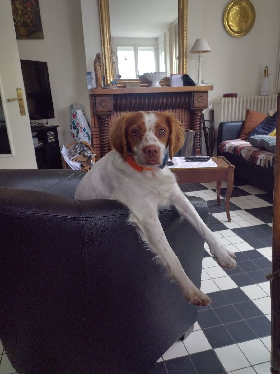 Uska notre petite épagneul breton Uska notre petite épagneul breton