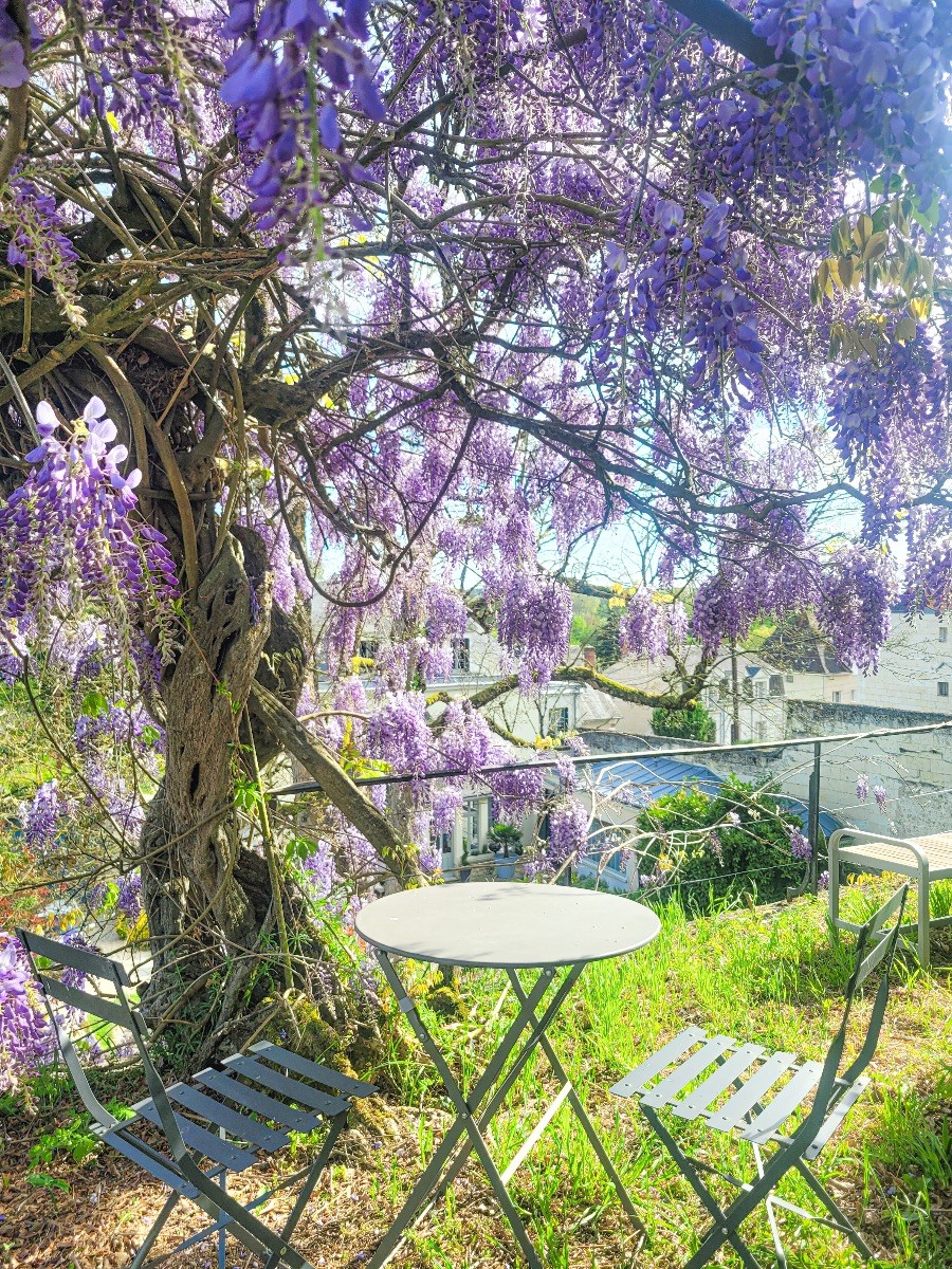 Sous la glycine, dans les hauteurs de la proprit
