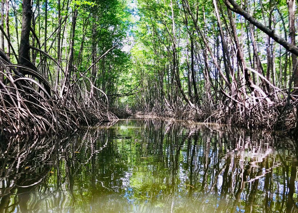 La mangrove au fond du jardin... La mangrove au fond du jardin...