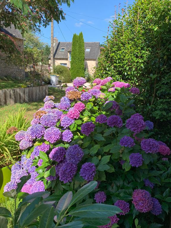 La Bretagne sans hortensias ne serait pas la Bretagne La Bretagne sans hortensias ne serait pas la Bretagne