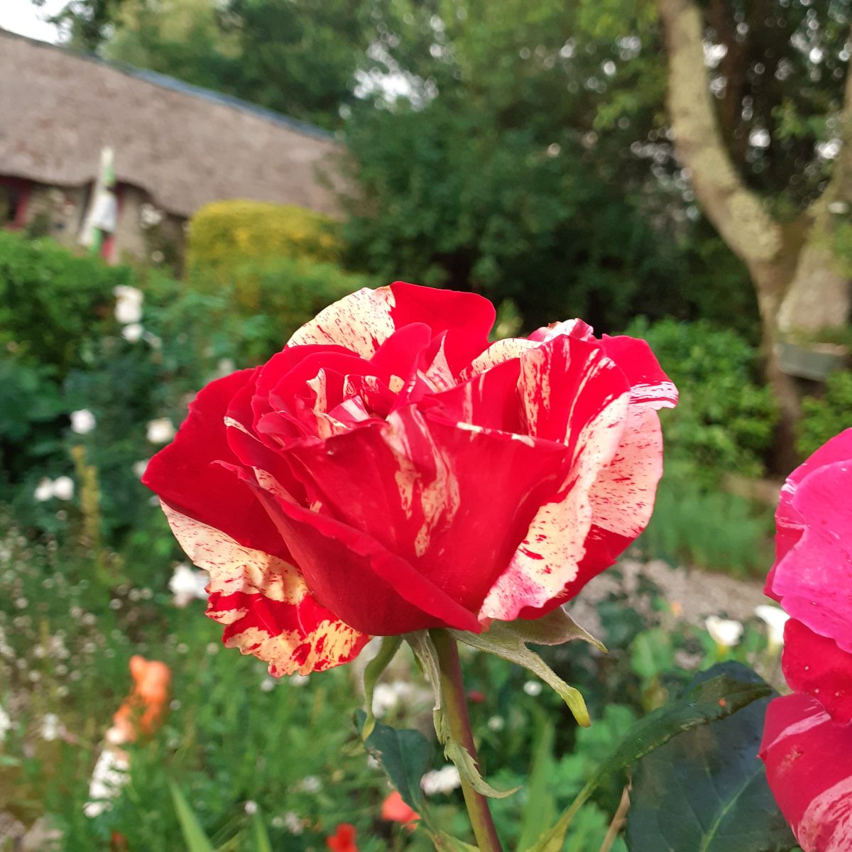 Fleurs du jardin Fleurs du jardin
