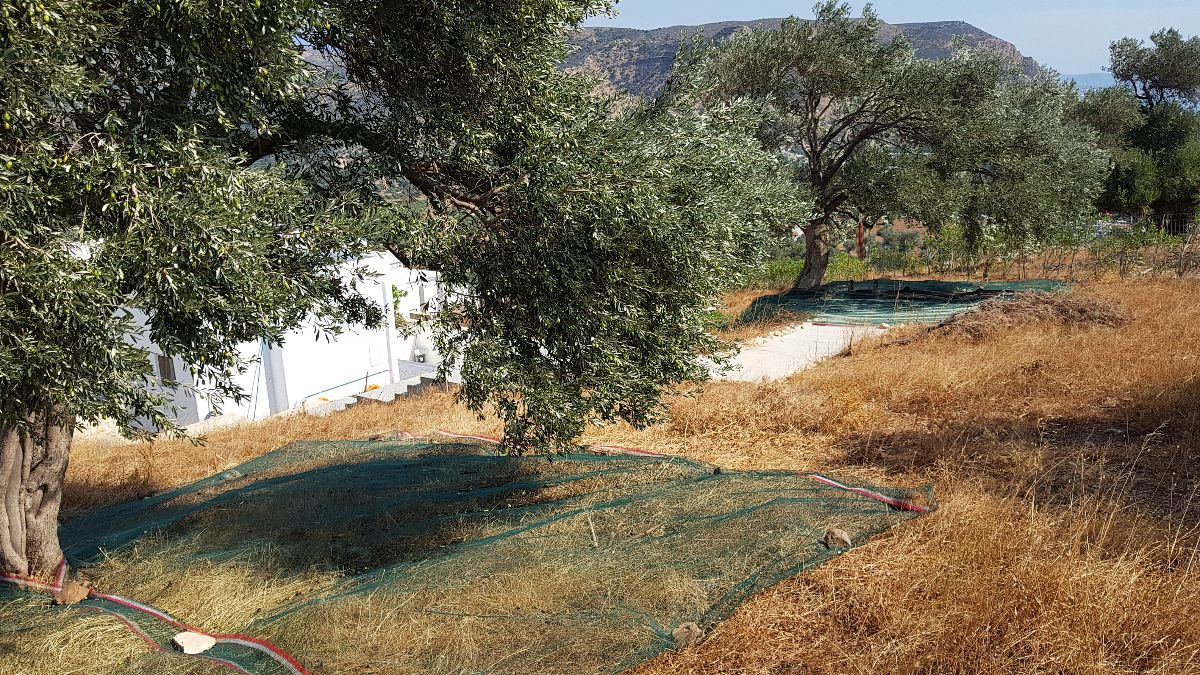 Upper garden (with hammock) for olive production in winter