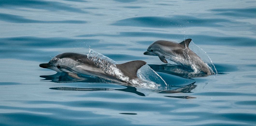 Discover the Hyres dolphins with Espace Mer