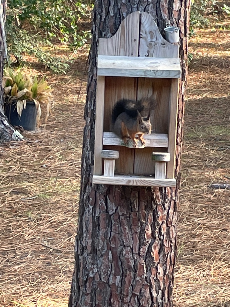 Bar à écureuils Bar à écureuils