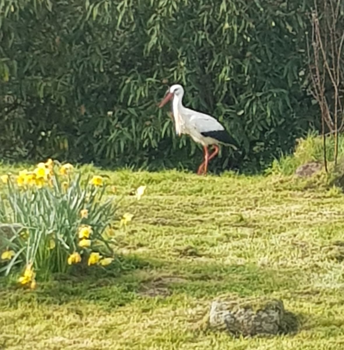 Une voisine dans notre jardin