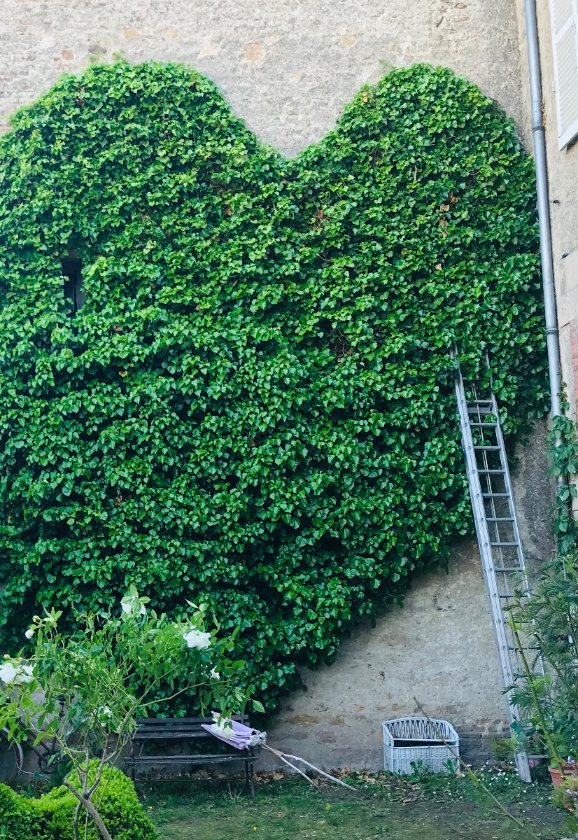 Coeur de lierre Coeur de lierre