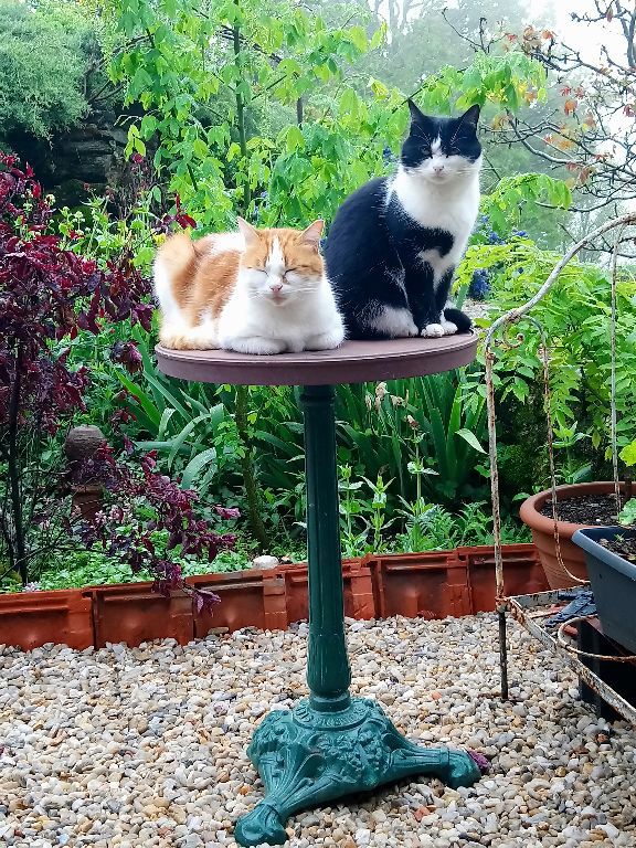 Cannel et Choupette veillent sur le jardin !