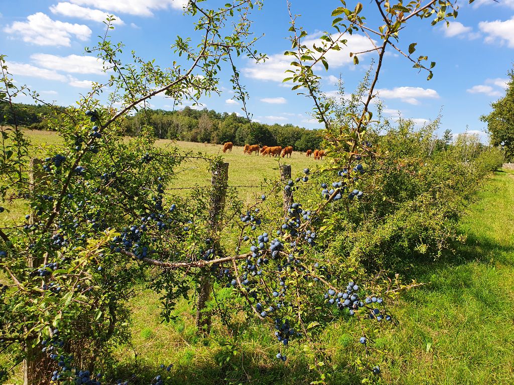 La campagne environnante
