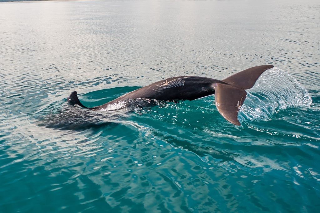 Les dauphins et les baleines (en saison) sont visibles depuis la plage