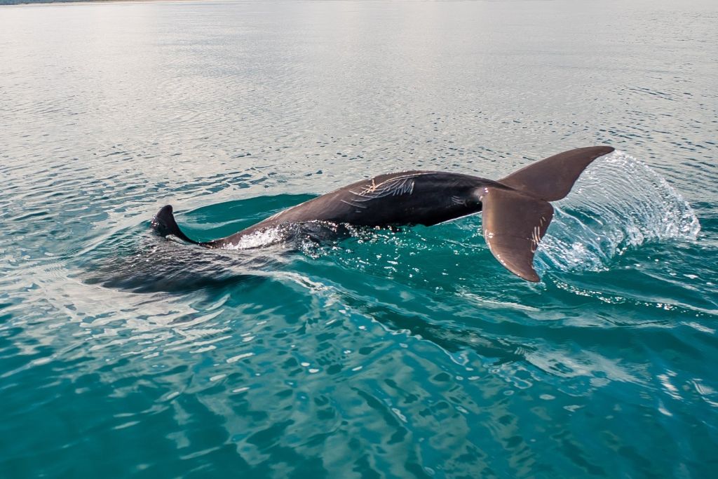 Les dauphins et les baleines (en saison) sont visibles depuis la plage Les dauphins et les baleines (en saison) sont visibles depuis la plage