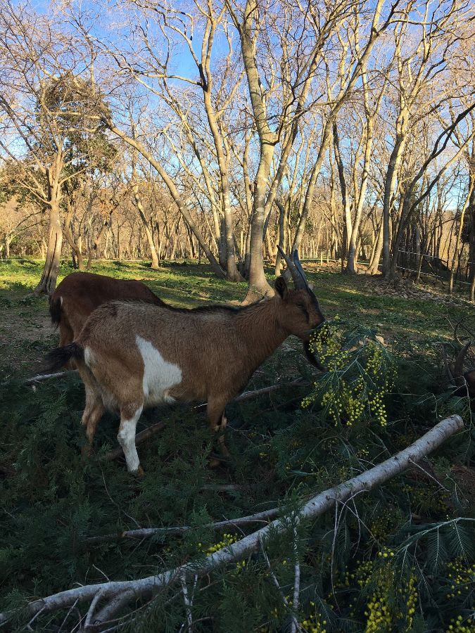 Chèvres de la propriété Chèvres de la propriété