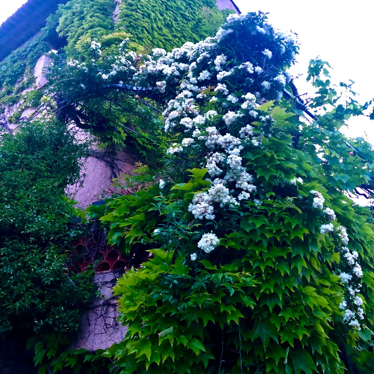 Pignon de maison du bas du jardin