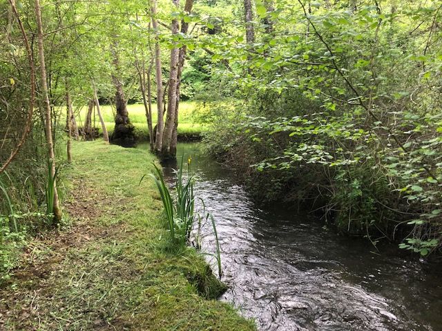 the stream / Ruisseau